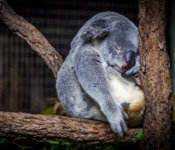 A sleeping koala with a fat belly.